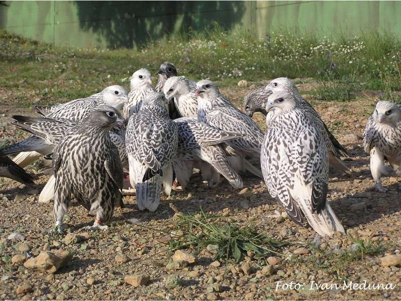 Los halcones nacidos primer año en las instalaciones en Cataluña.