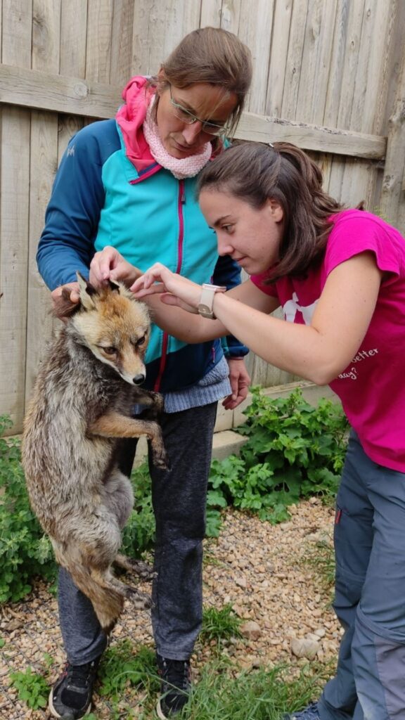 Stania and Laia Sanchez, the veterinarian of the Zoo of the Pyrenees, check the health of a fox.