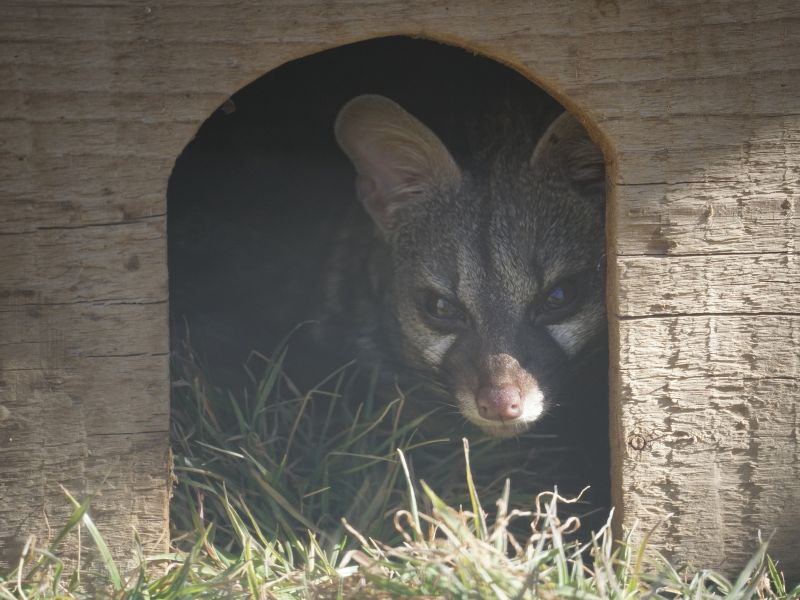 Sponsor Helen the genet