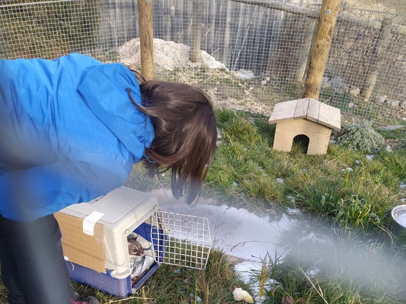 La veterinaria Laia traslada la gineta Helen a su instalación provisional.  