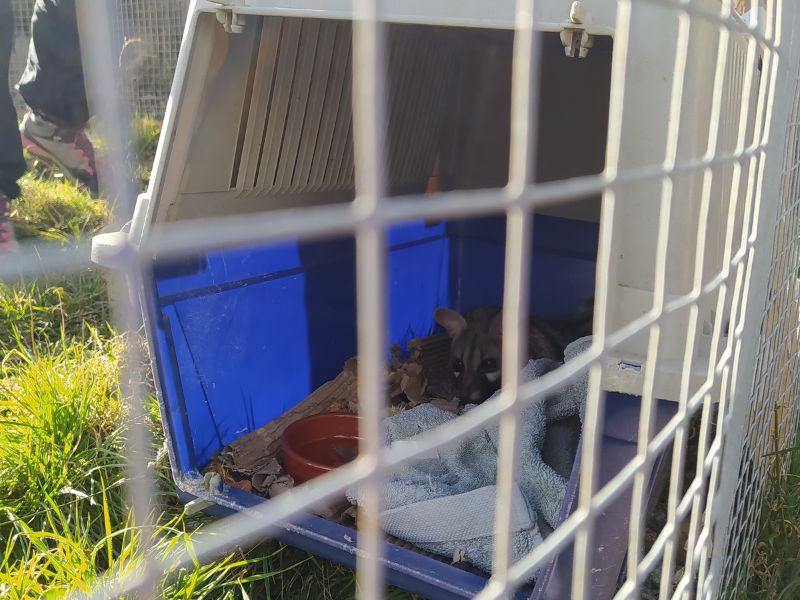 Helen the genet is a pampered girl.