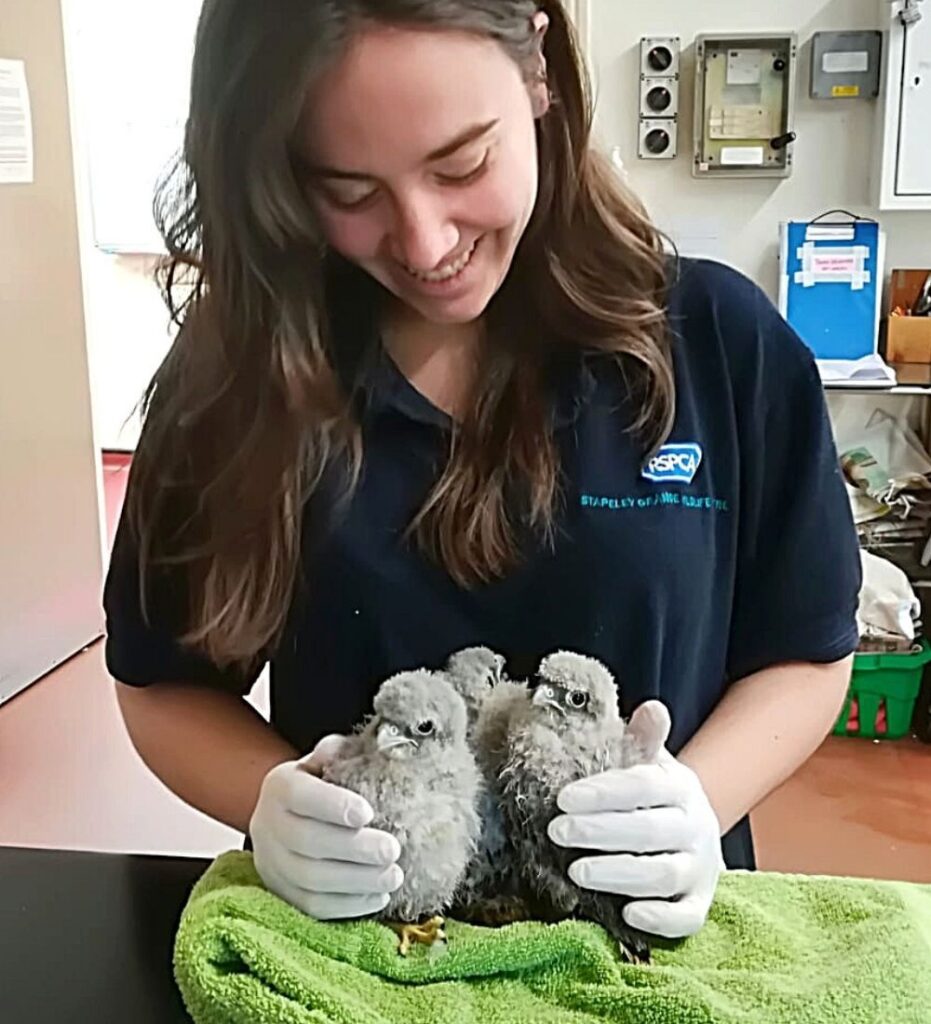 Laia Sanchez Golobart veterinaria en Inglaterra 