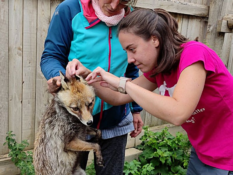 Laia inspects a fox's ear