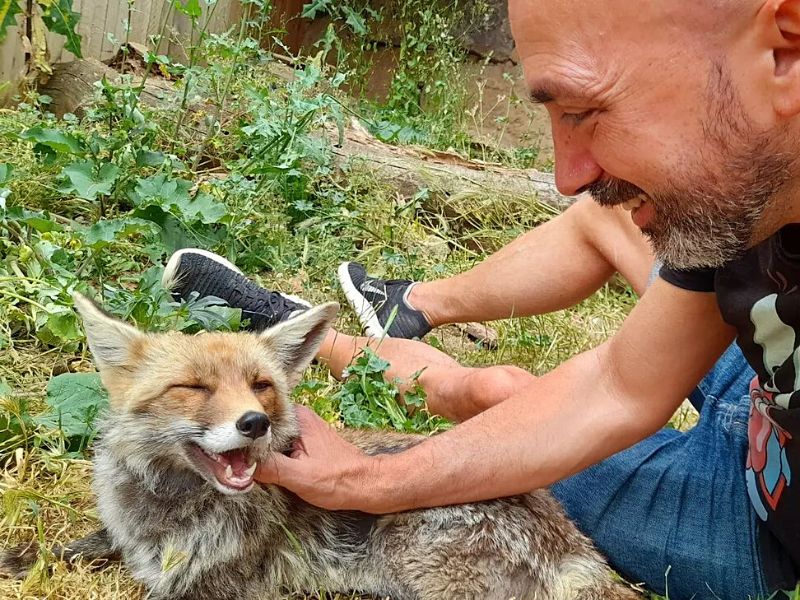 La hembra de zorro Nikki no puede volver a la naturaleza