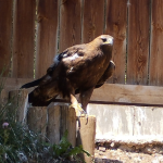 Àguila daurada Gloria